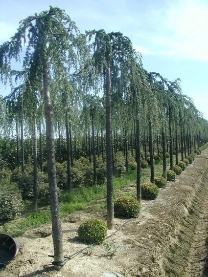 Treurceder (Cedrus Deodara 'Pendula') 3 Treurceder (Cedrus Deodara 'Pendula')