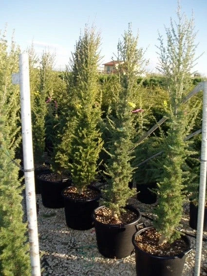 Zuilvormige Ceder (Cedrus Libani 'Fastigiata') 9 Zuilvormige Ceder (Cedrus Libani 'Fastigiata') - Afbeelding 7