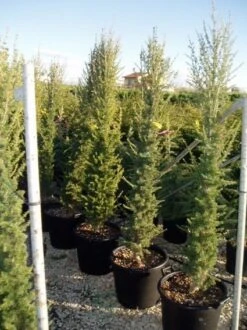 Zuilvormige Ceder (Cedrus Libani 'Fastigiata') 23 Zuilvormige Ceder (Cedrus Libani 'Fastigiata') -Aanbiedingen Groene Hekken Winkel 20070814180447 11