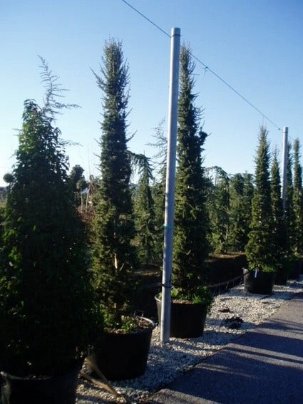 Zuilvormige Ceder (Cedrus Libani 'Fastigiata') 6 Zuilvormige Ceder (Cedrus Libani 'Fastigiata') - Afbeelding 4