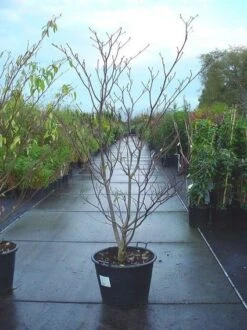 Reuzenkornoelje (Cornus Controversa 'Variegata') -Aanbiedingen Groene Hekken Winkel 20070816183642 11