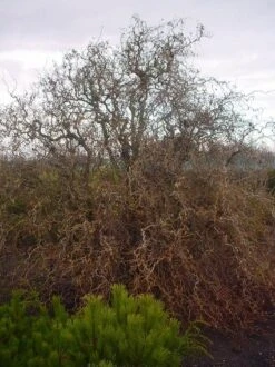 Kronkelhazelaar (Corylus Avellana 'Contorta') -Aanbiedingen Groene Hekken Winkel 20070817145524 35 7