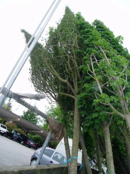 Meidoorn Als Boom (Crataegus Monogyna 'Stricta') 4 Meidoorn Als Boom (Crataegus Monogyna 'Stricta') - Afbeelding 2