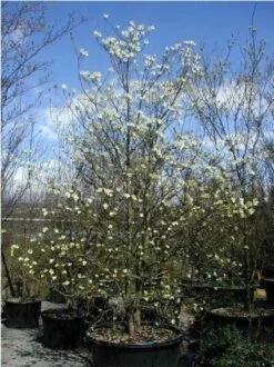 Veelbloemige Kornoelje (Cornus Florida 'Cloud Nine') -Aanbiedingen Groene Hekken Winkel 20070903141713 8