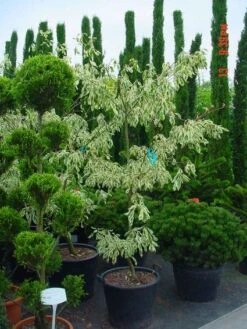 Reuzenkornoelje (Cornus Controversa 'Variegata') -Aanbiedingen Groene Hekken Winkel 20070903144245 7