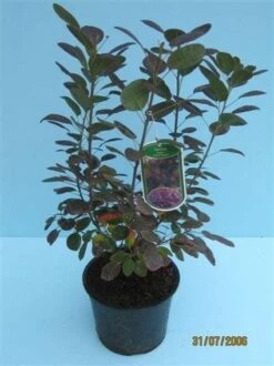 Pruikenboom Als Struik (Cotinus Coggygria 'Royal Purple') 14 Pruikenboom Als Struik (Cotinus Coggygria 'Royal Purple') -Aanbiedingen Groene Hekken Winkel 20070905160525 15