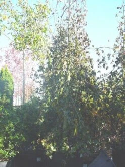 Rode Treurbeuk (Fagus Sylvatica 'Purple Fountain') -Aanbiedingen Groene Hekken Winkel 20070905224304 11