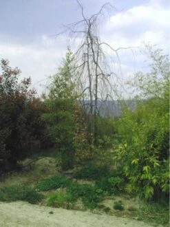 Treurbeuk (Fagus Sylvatica 'Pendula') -Aanbiedingen Groene Hekken Winkel 20070905225726 14