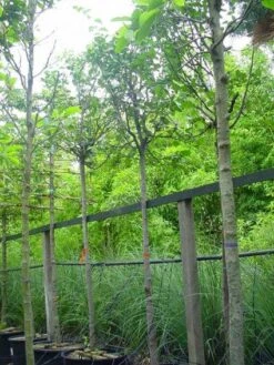 Kweepeer (Cydonia Oblonga) 11 Kweepeer (Cydonia Oblonga) -Aanbiedingen Groene Hekken Winkel 20070907160839 5 1