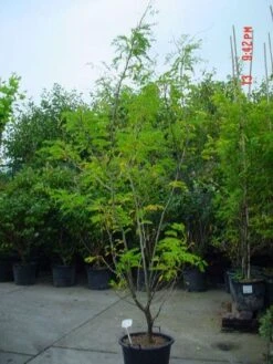 Geelbladige Christusdoorn (Gleditsia Triacanthos 'Sunburst') 20 Geelbladige Christusdoorn (Gleditsia Triacanthos 'Sunburst') -Aanbiedingen Groene Hekken Winkel 20070918224447 35 7