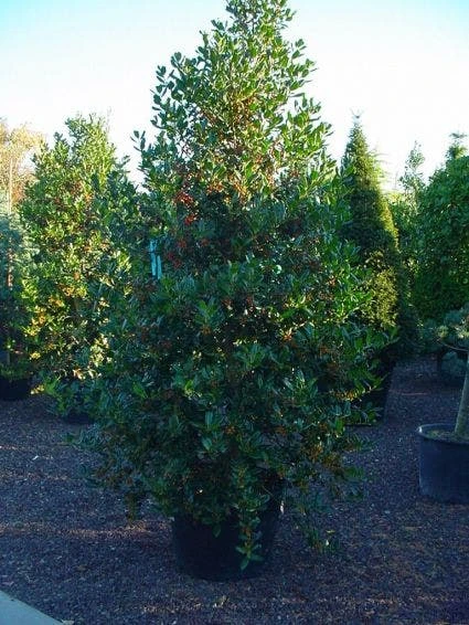 Hulst (Ilex Aquifolium J.C. Van Tol) 5 Hulst (Ilex Aquifolium J.C. Van Tol) - Afbeelding 3