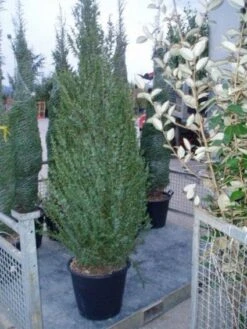 Jeneverbes (Juniperus Communis 'Hibernica') -Aanbiedingen Groene Hekken Winkel 20070925230406 7