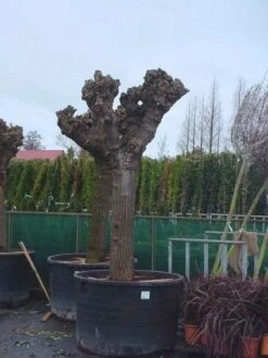 Witte Moerbei (Morus Alba) -Aanbiedingen Groene Hekken Winkel 20071010125349 11