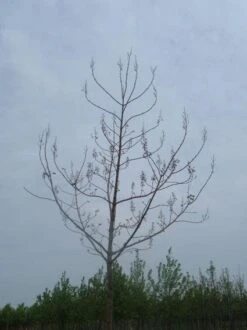 Anna Paulownaboom (Paulownia Tomentosa) -Aanbiedingen Groene Hekken Winkel 20071029000302 14