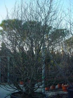 Perzisch IJzerhout Als Struik (Parrotia Persica) 17 Perzisch IJzerhout Als Struik (Parrotia Persica) -Aanbiedingen Groene Hekken Winkel 20071029100211 14