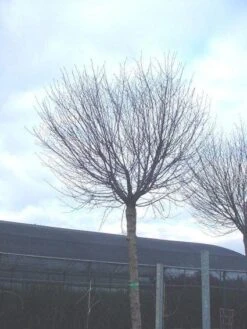 Bolprunus (Prunus Eminens 'Umbraculifera') 13 Bolprunus (Prunus Eminens 'Umbraculifera') -Aanbiedingen Groene Hekken Winkel 20071030133043 16