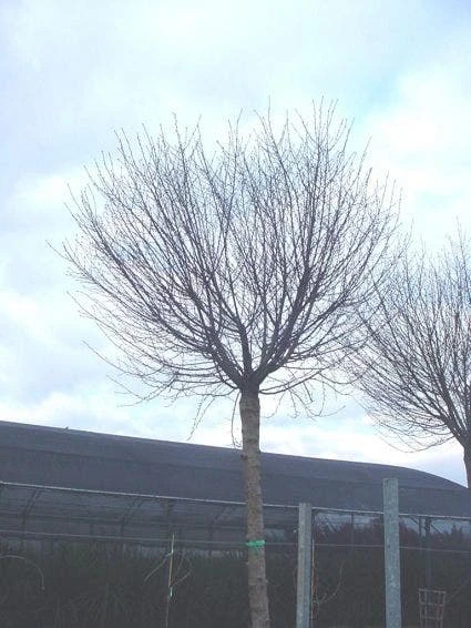 Bolprunus (Prunus Eminens 'Umbraculifera') 7 Bolprunus (Prunus Eminens 'Umbraculifera') - Afbeelding 5