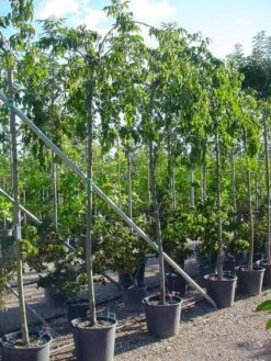 Japanse Treursierkers (Prunus Serrulata 'Kiku-shidare') -Aanbiedingen Groene Hekken Winkel 20071109164514 13 1