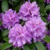 Rhododendron (Rhododendron Catawbiense 'Boursault')