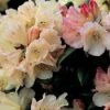 Dwergrhododendron (Rhododendron 'Dusty Miller') -Aanbiedingen Groene Hekken Winkel 20071114122256 2