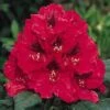 Rhododendron (Rhododendron 'Lord Roberts') 2 Rhododendron (Rhododendron 'Lord Roberts') -Aanbiedingen Groene Hekken Winkel 20071114152649 2 1