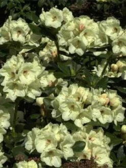 Rhododendron (Rhododendron 'Flava')