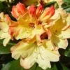 Rhododendron (Rhododendron 'Nancy Evans') -Aanbiedingen Groene Hekken Winkel 20071120164505 1