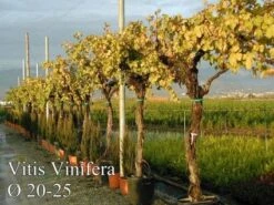 Druif, Op Stam (Vitis Vinifera) -Aanbiedingen Groene Hekken Winkel 20071129100358 5