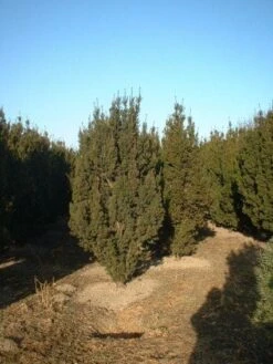 Taxus (Taxus Media 'Hicksii') -Aanbiedingen Groene Hekken Winkel 20071130100003 12 1