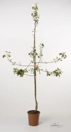 Appelboom (Malus Domestica 'Rode Boskoop') -Aanbiedingen Groene Hekken Winkel 20080312000544 4 1