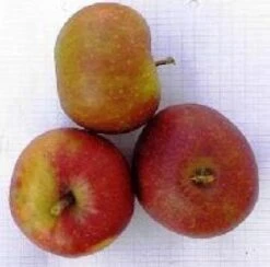 Appelboom (Malus Domestica 'Rode Boskoop') -Aanbiedingen Groene Hekken Winkel 20080312132939 4 1