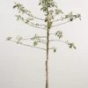 Appelboom (Malus Domestica 'James Grieve') -Aanbiedingen Groene Hekken Winkel 20080312141252 5 1