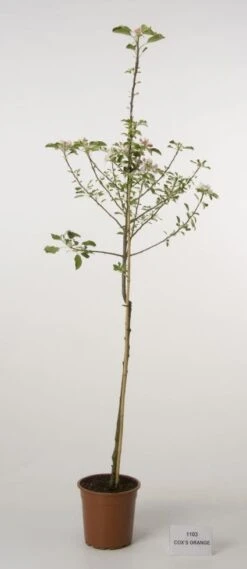 Appelboom (Malus Domestica 'Cox's Orange') -Aanbiedingen Groene Hekken Winkel 20080312144237 2 2