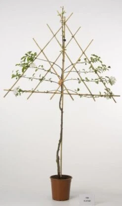 Lei-Appel (Malus Domestica 'Elstar') -Aanbiedingen Groene Hekken Winkel 20080312151002 1 1