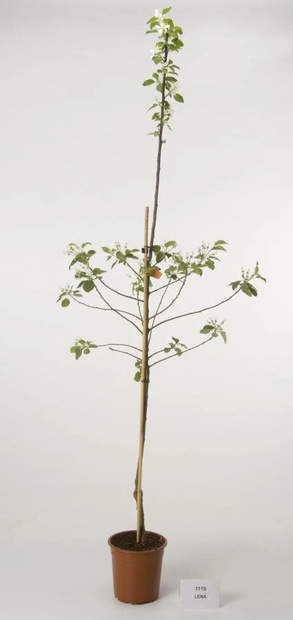 Appelboom (Malus Domestica 'Lena') 3 Appelboom (Malus Domestica 'Lena')