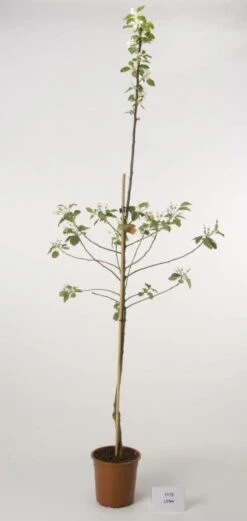 Appelboom (Malus Domestica 'Lena')