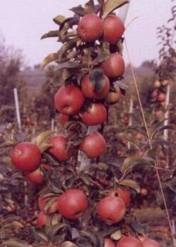 Appelboom (Malus Domestica 'Rajka') 5 Appelboom (Malus Domestica 'Rajka') -Aanbiedingen Groene Hekken Winkel 20080317142423 2 1