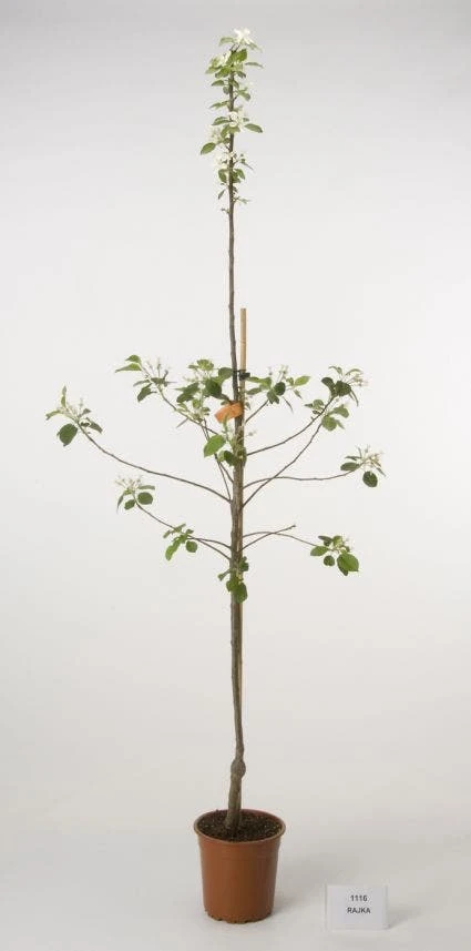 Appelboom (Malus Domestica ) 3 Appelboom (Malus Domestica )