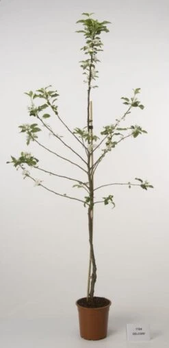 Lei-Appel (Malus Domestica 'Cox's Orange') -Aanbiedingen Groene Hekken Winkel 20080318090058 1