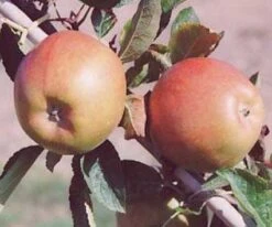 Lei-Appel (Malus Domestica 'Braeburn') -Aanbiedingen Groene Hekken Winkel 20080318091048 1