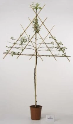 Lei-Appel (Malus Domestica 'Cox's Orange') -Aanbiedingen Groene Hekken Winkel 20080318091143 1