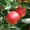 Lei-Appel (Malus Domestica 'Gala') -Aanbiedingen Groene Hekken Winkel 20080318093428 1 1