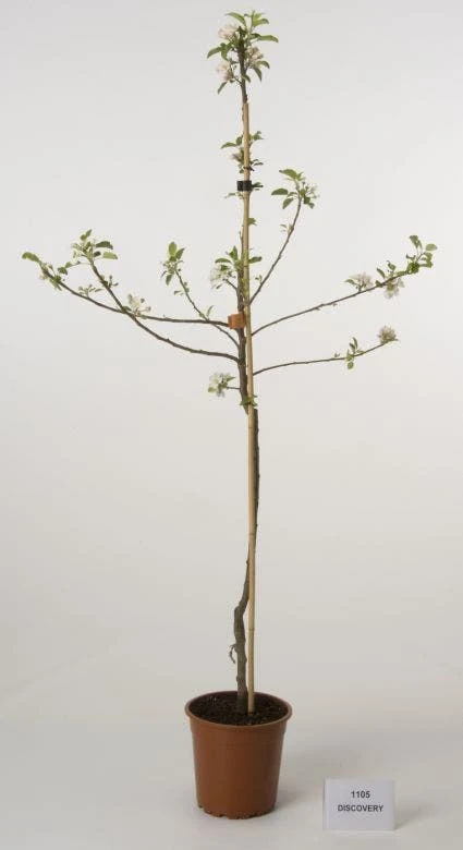 Appelboom (Malus Domestica 'Discovery') 4 Appelboom (Malus Domestica 'Discovery') - Afbeelding 2