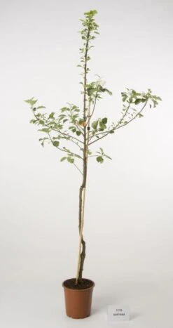 Appelboom (Malus Domestica 'Santana') -Aanbiedingen Groene Hekken Winkel 20080318143516 2