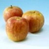 Lei-Appel (Malus Domestica 'Rode Dijkmanszoet') -Aanbiedingen Groene Hekken Winkel 20080318152355 2 1