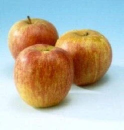 Appelboom (Malus Domestica 'Rode Dijkmanszoet') 5 Appelboom (Malus Domestica 'Rode Dijkmanszoet') -Aanbiedingen Groene Hekken Winkel 20080318152355 2 1