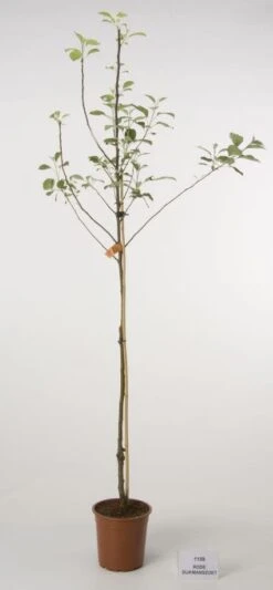 Appelboom (Malus Domestica 'Rode Dijkmanszoet')