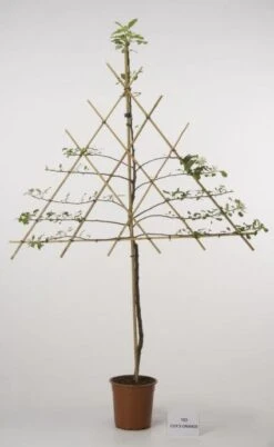 Lei-Appel (Malus Domestica 'Cox's Orange') 21 Lei-Appel (Malus Domestica 'Cox's Orange') -Aanbiedingen Groene Hekken Winkel 20080326220814 1 1