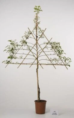 Lei-Appel (Malus Domestica 'Cox's Orange') -Aanbiedingen Groene Hekken Winkel 20080326222237 1