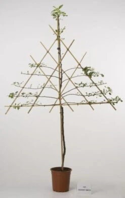 Lei-Appel (Malus Domestica 'Cox's Orange') 14 Lei-Appel (Malus Domestica 'Cox's Orange') -Aanbiedingen Groene Hekken Winkel 20080326222553 1 1